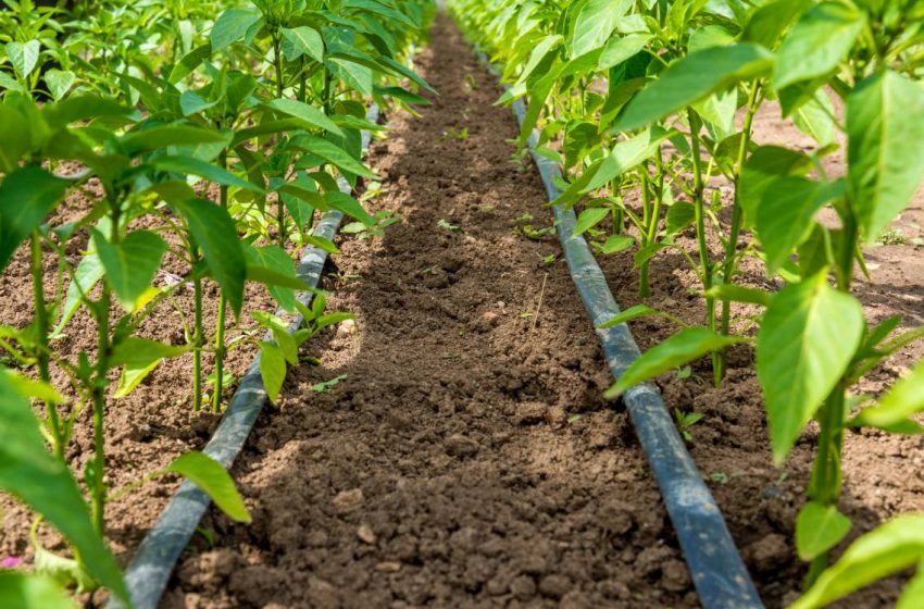 biber fideleri