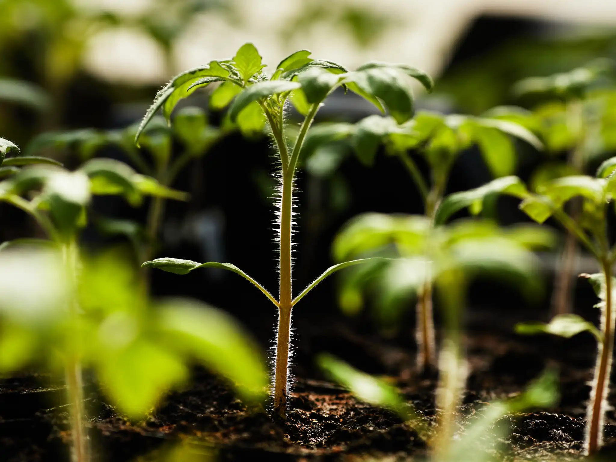 fide dikim hataları